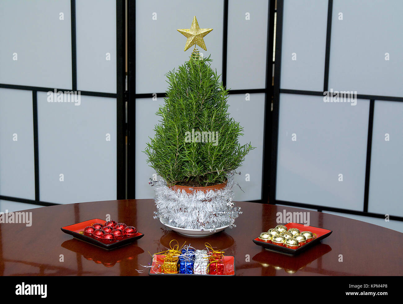 Mini Rosmarin Weihnachtsbaum Bereit für bunten Dekorationen im Studio mit einem Goldenen Stern und karierte Vorhänge Stockfoto