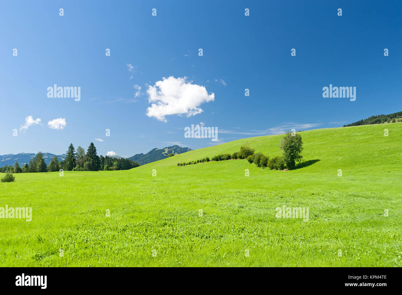 Sommer Wiese im oberallgÃ¤u Stockfoto