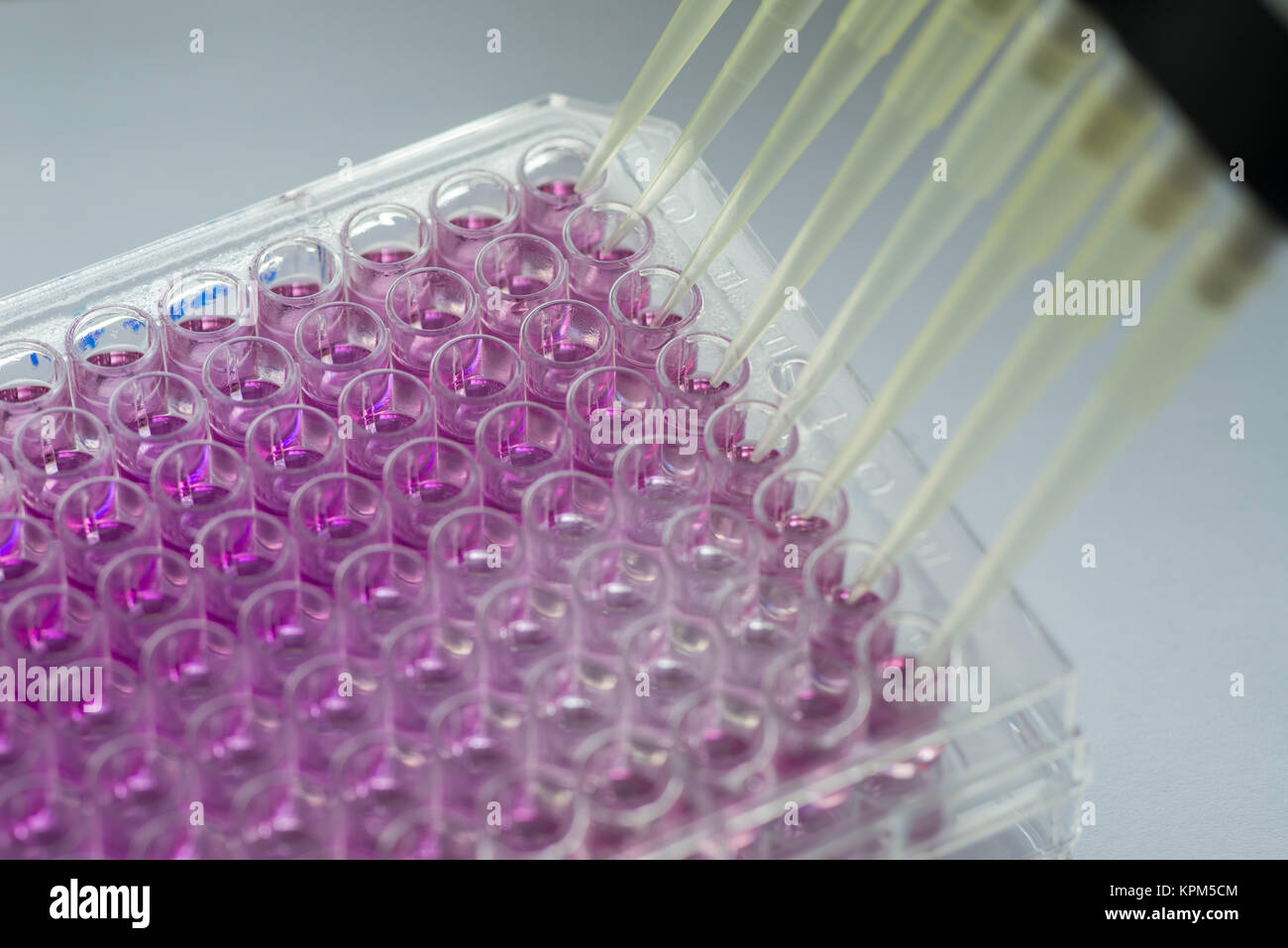 96 Well Platten für immunologische Labor Stockfoto