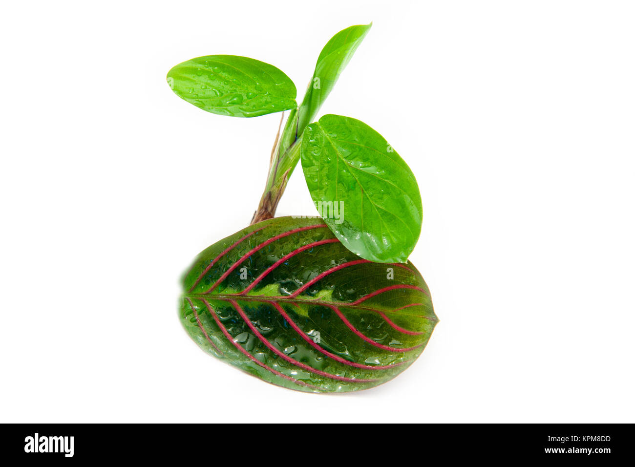 Maranta tricolor isoliert Stockfoto