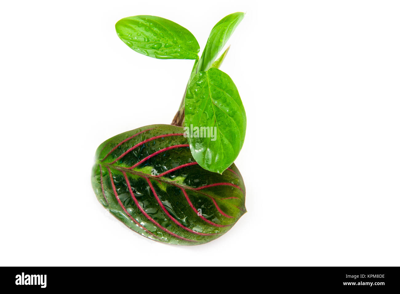 Maranta tricolor isoliert Stockfoto