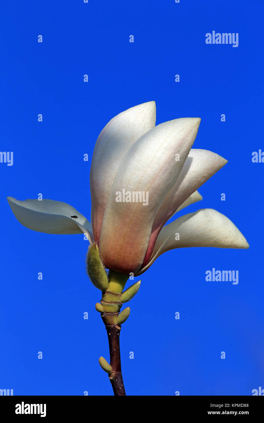 Blume von Magnolia springeri vor blauem Himmel mit Fliege Stockfoto