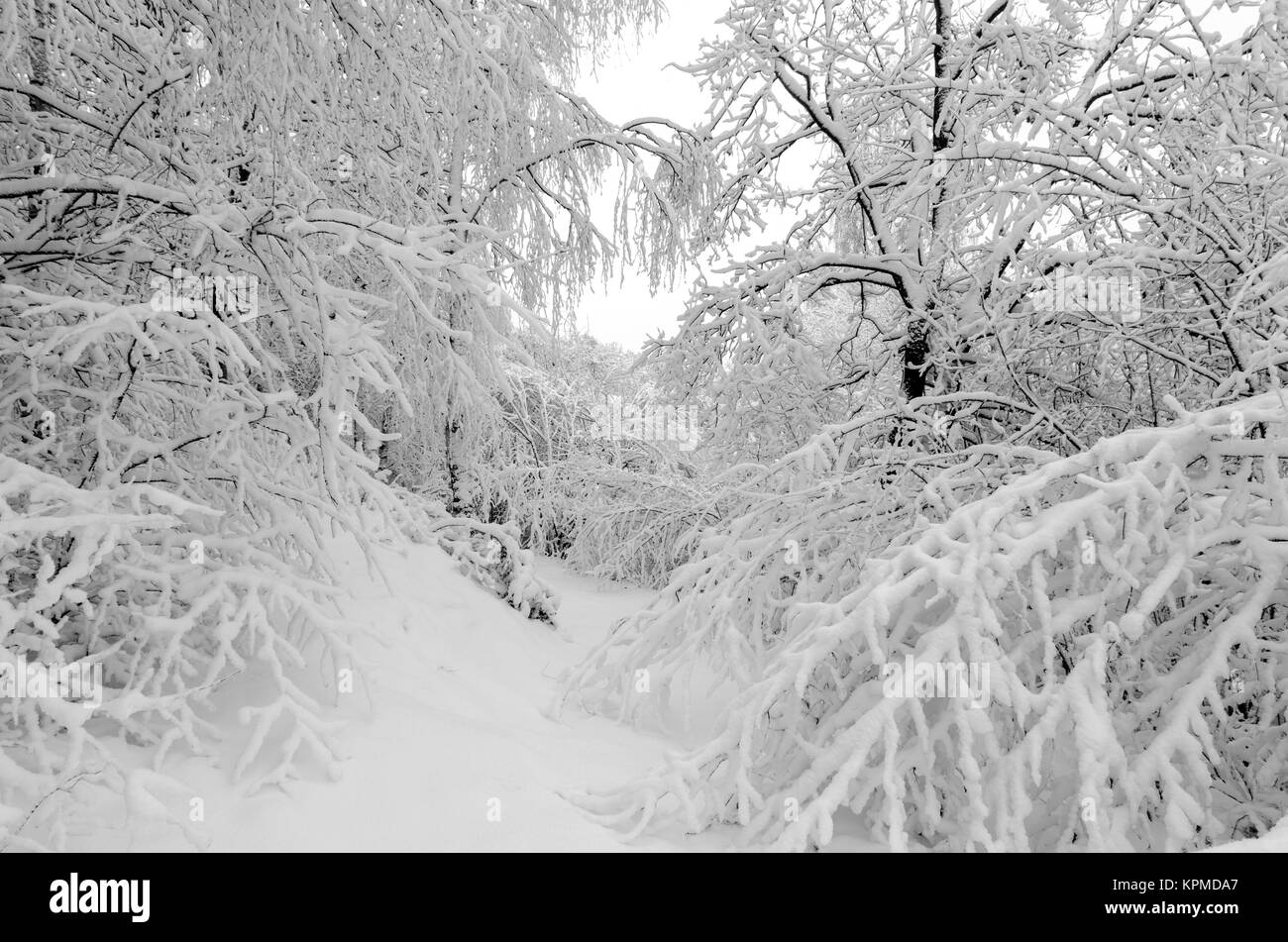 Winter mit Schnee auf den Bäumen nach Sturm Stockfoto