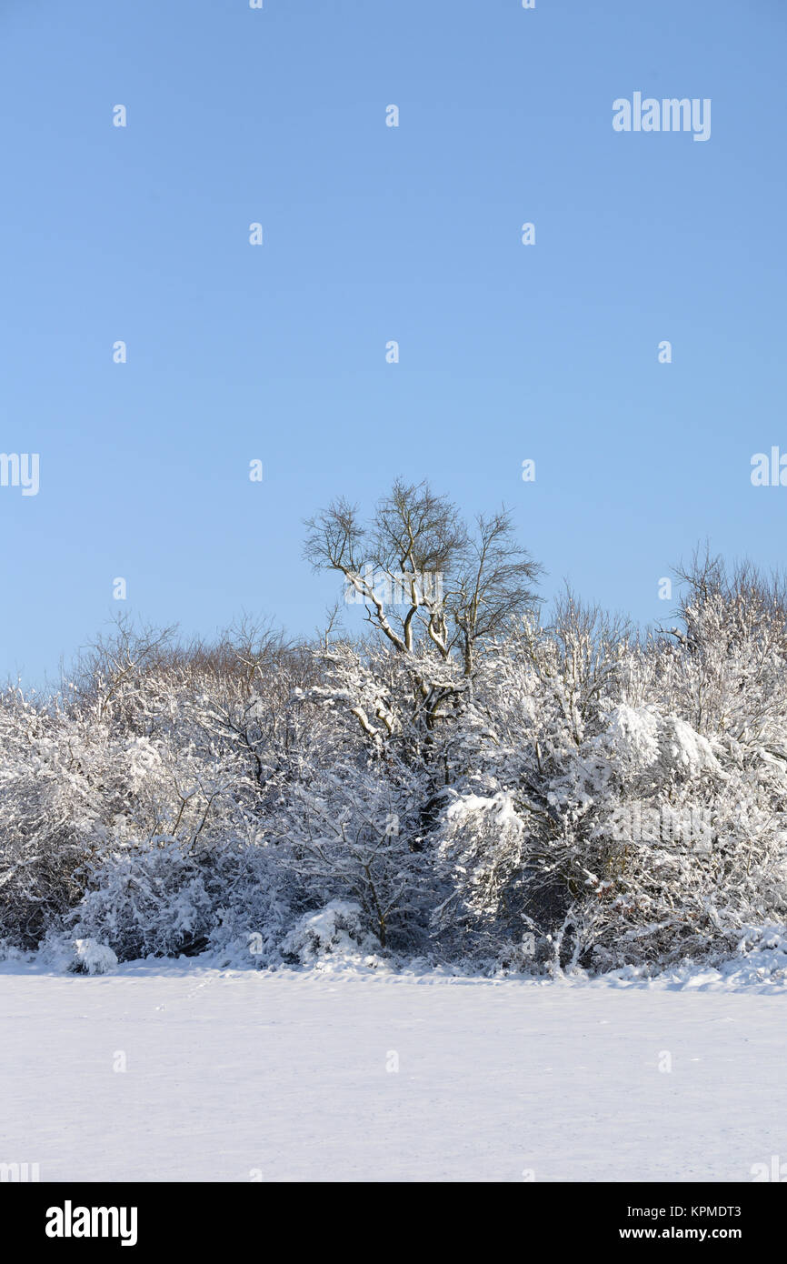Winter, Schnee, kalt, Kälte, baum, bäume, Strauch, Sträucher, Busch, Büsche, Feld, Acker, landschaft Stockfoto