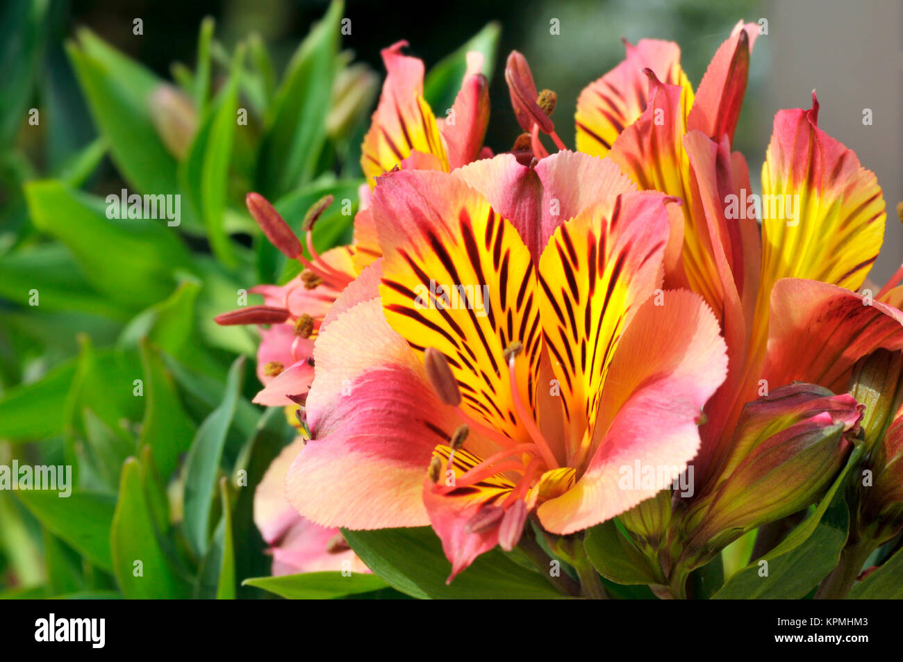 Peruanische Lilie Blume Stockfoto