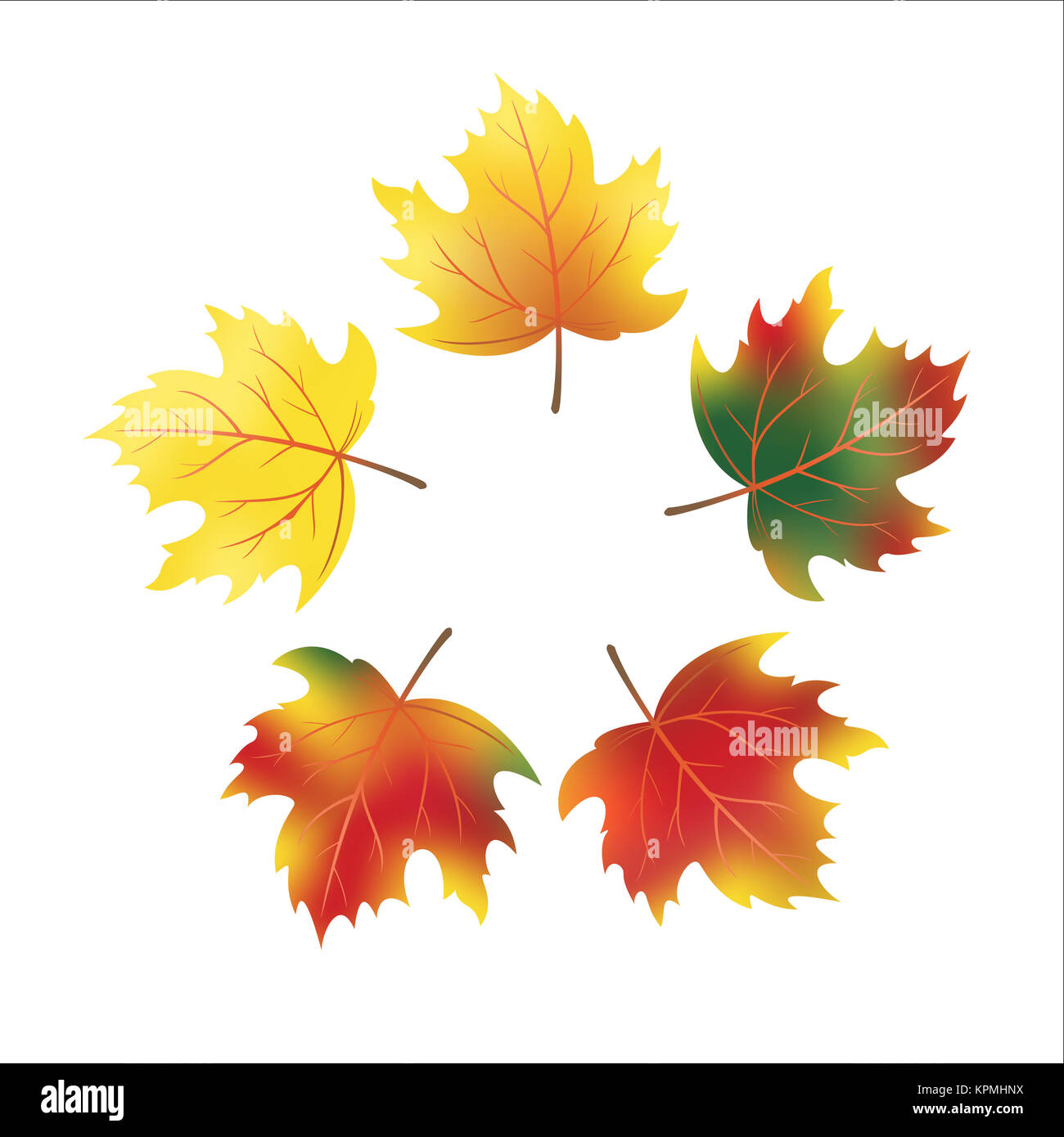 Herbstliche Ahornblätter Vektor Stockfoto
