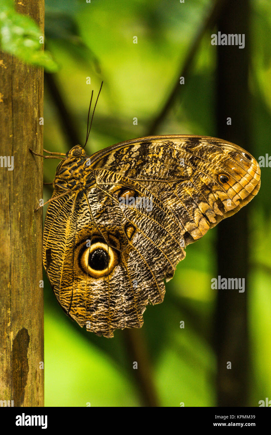 Morpho Achilles thront vertikal auf Holzstab Stockfoto