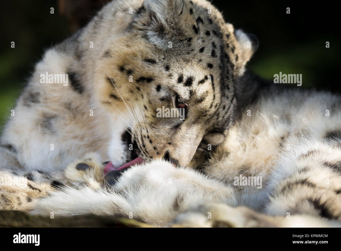 Snow Leopard, Irbis Uncia uncia Stockfoto