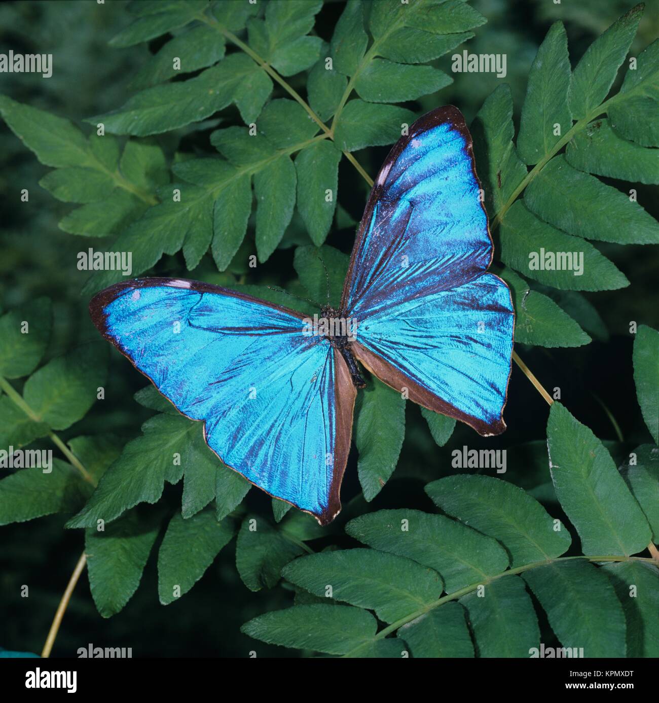 Morphofalter, blaue Morpho, blauschillernder, sÃ¼damerikanischer Schmetterling Stockfoto