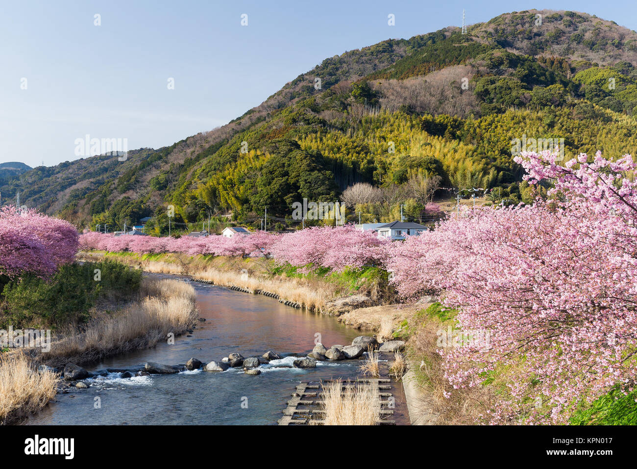 Sakura und Fluss in kawazu Stadt Stockfoto