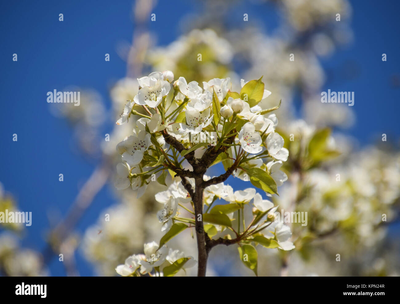 Wildbirne im Garten blühen Stockfotografie Alamy