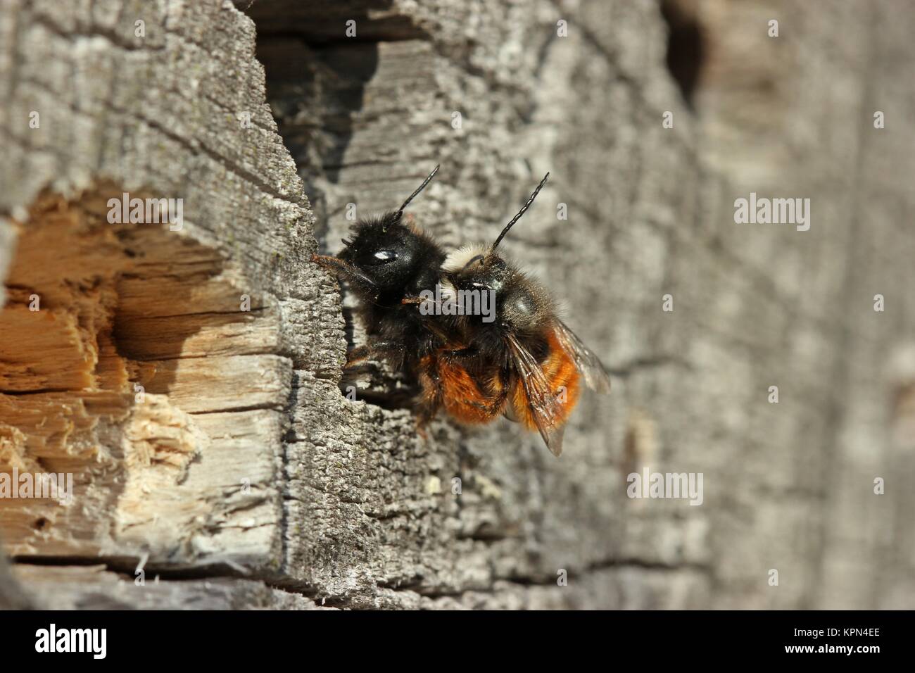 Gehörnte Maurerbienen (osmia cornuta) während der Paarung Stockfoto