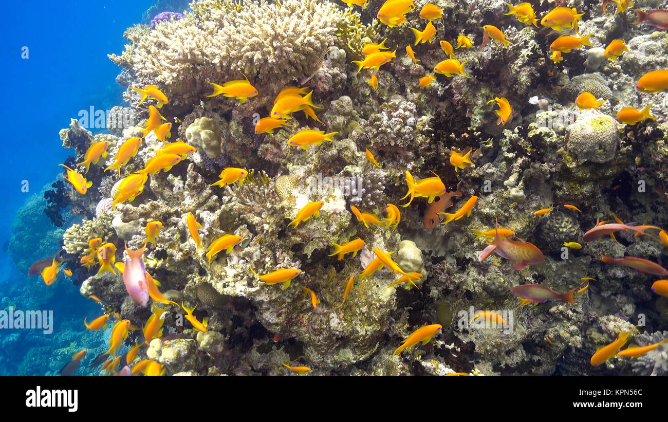 Tropische Fische auf lebendigen Korallenriff Stockfoto