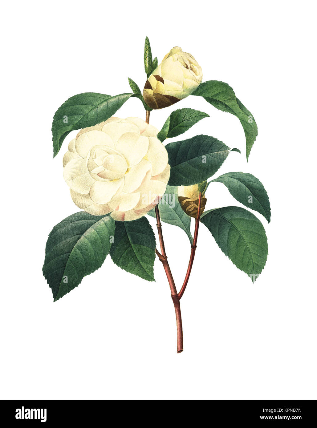 19. jahrhundert Abbildung eines Camellia japonica. Kupferstich von Pierre-Joseph Redoute. In Choix Des Plus Belles Fleurs, Paris (1827) veröffentlicht. Stockfoto