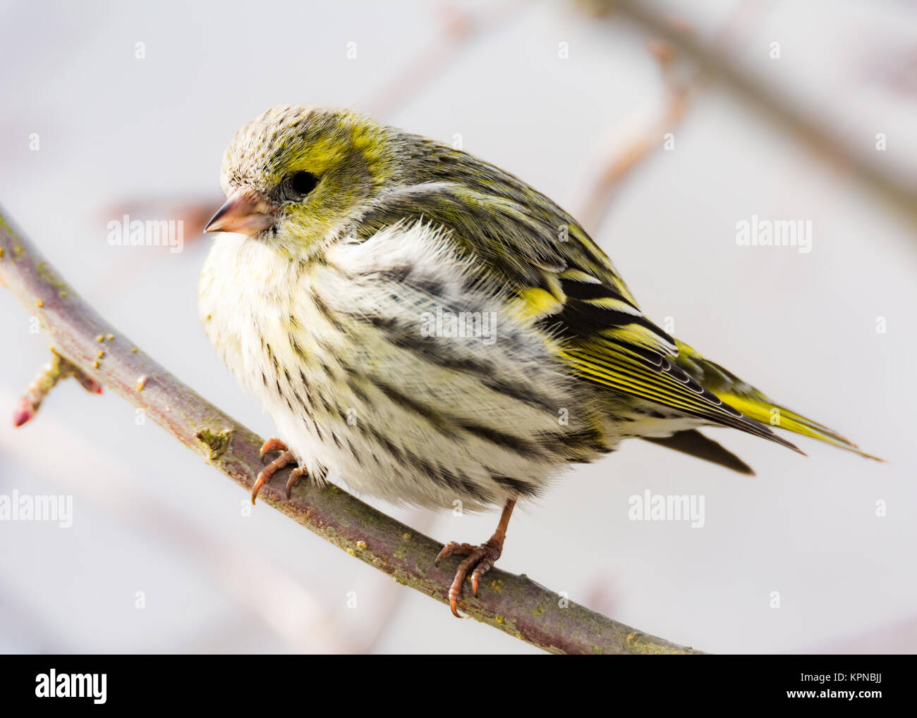 Weiblich black-headed Goldfinch Stockfoto