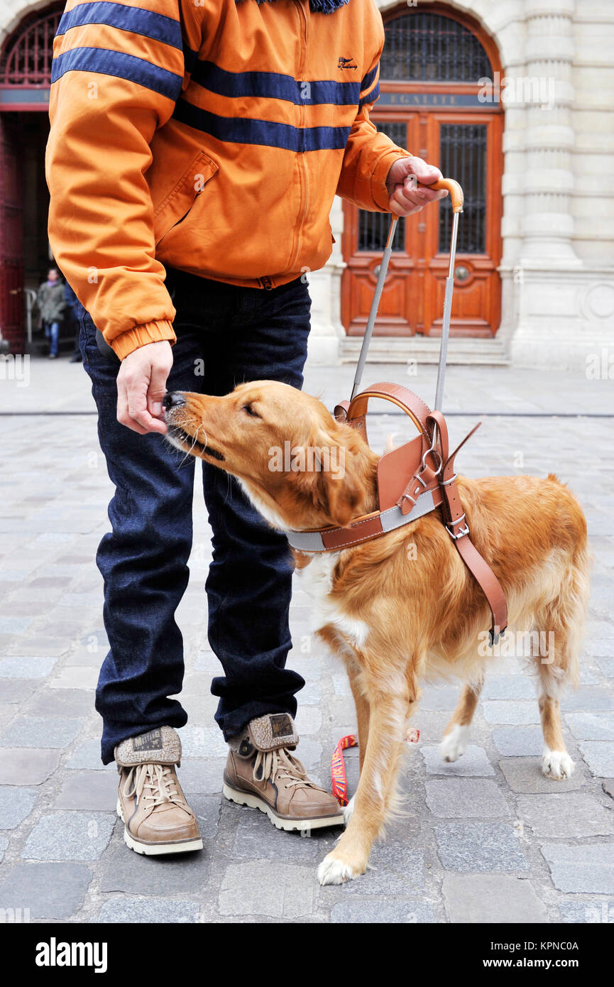 Ausbildung Guidedog - Paris - Frankreich Stockfoto
