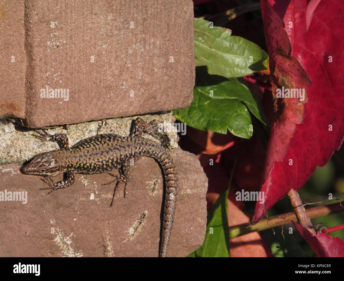 Sandeidechse an der Wand im Herbst Stockfoto