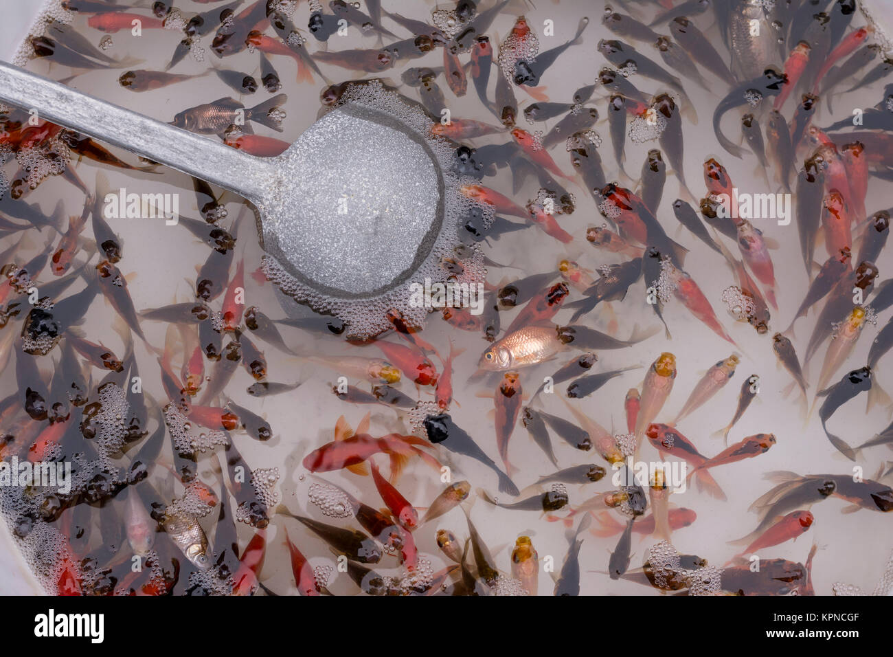 Kleine Goldfische brachte zum Verkauf an iranische Basar Stockfoto