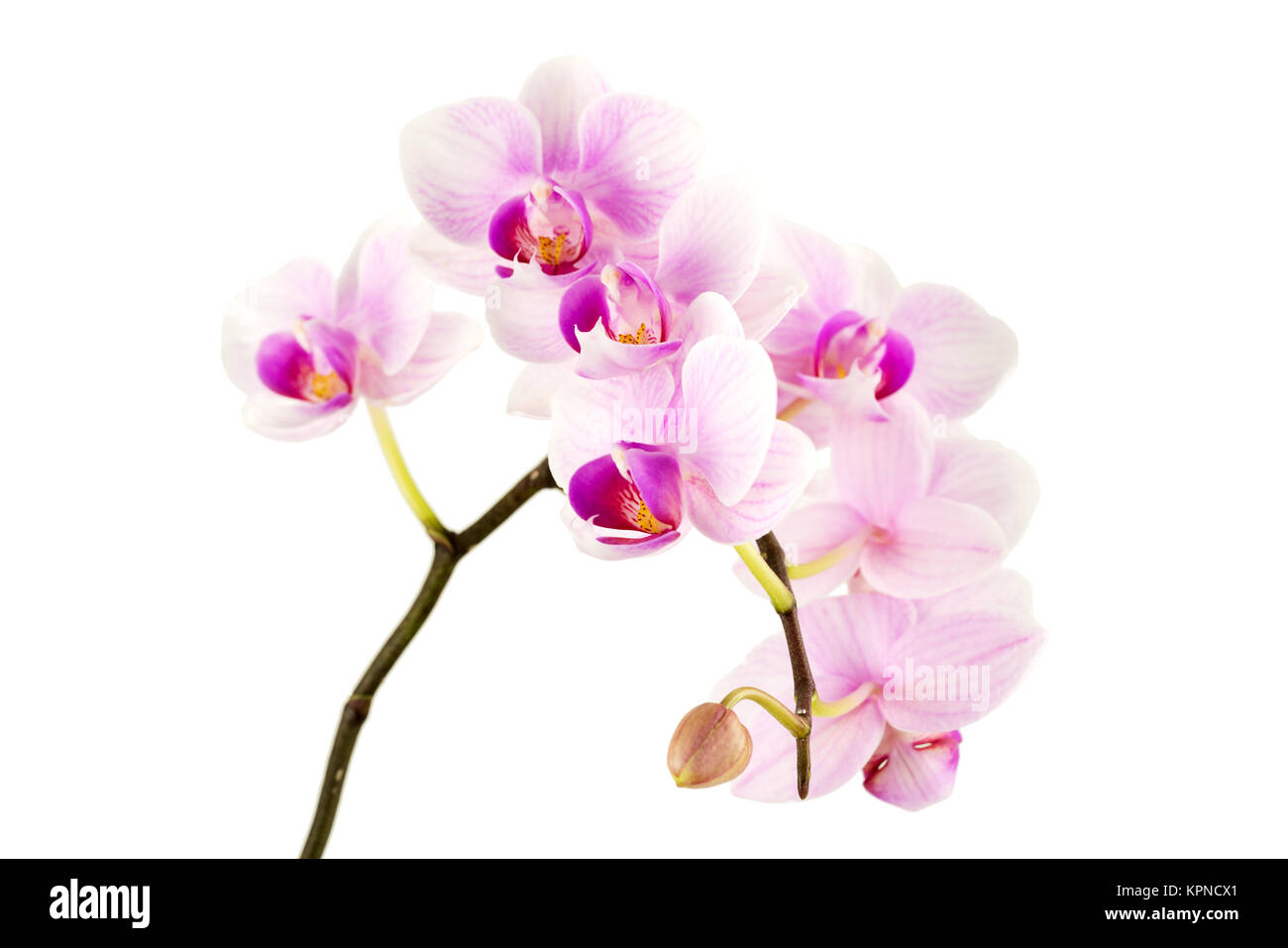 Orchid vor weißem Hintergrund Stockfoto