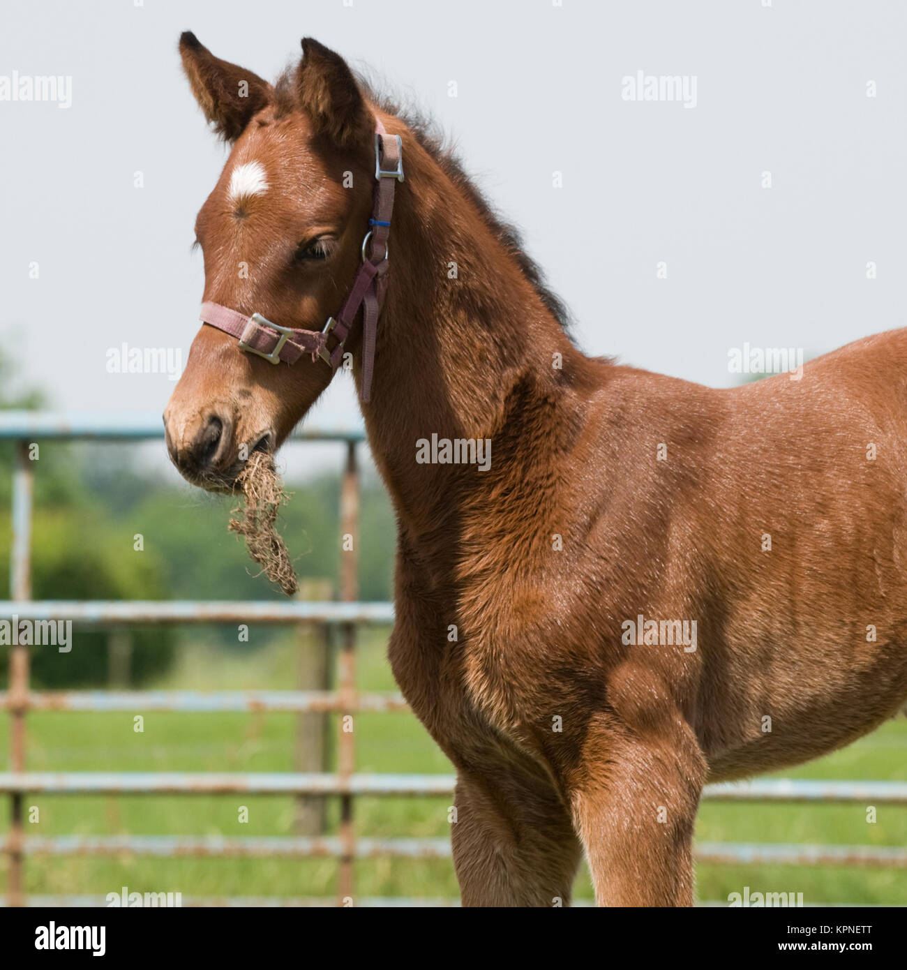 Junges Pferd essen Gras Stockfoto