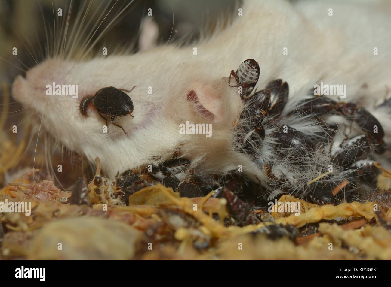 Speckkäfer auf toter Maus Stockfoto