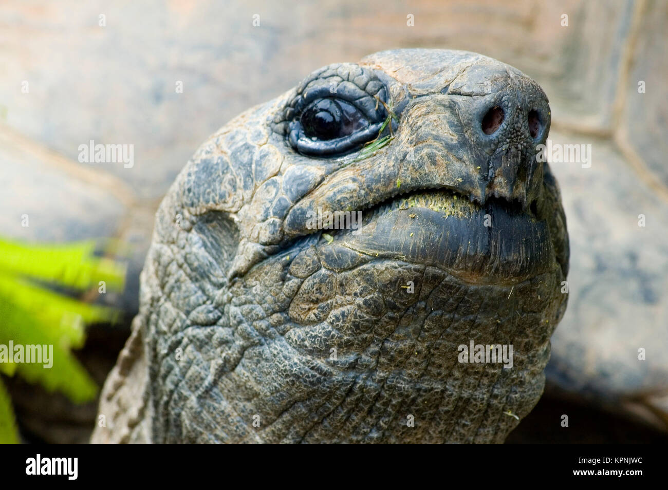 Cocky riesigen tortois Stockfoto