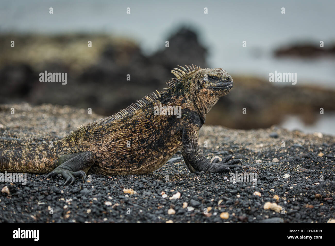Nahaufnahme von marine Iguana am Strand liegen Stockfoto