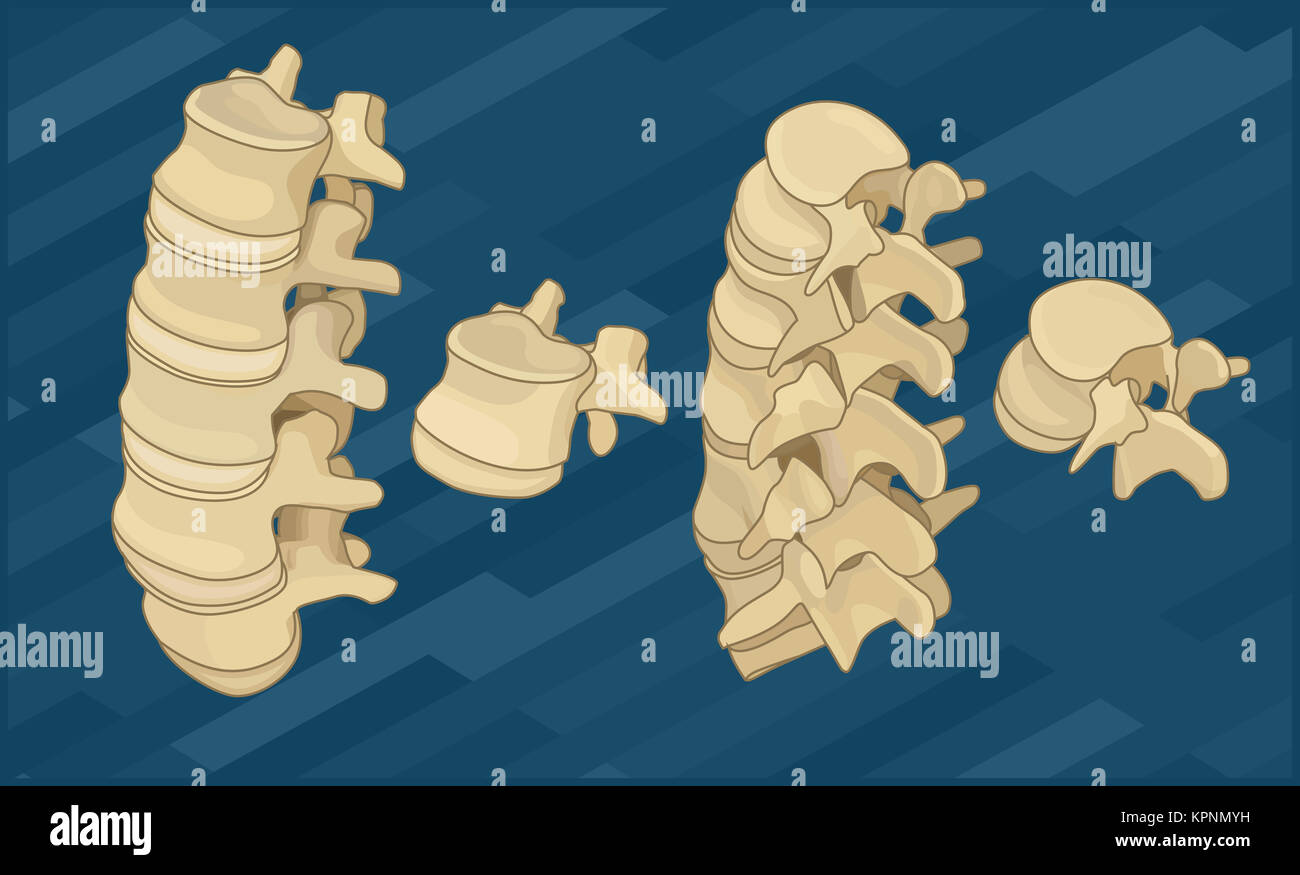 Menschliche Wirbelsäule Knochen flach isometrische Stockfoto