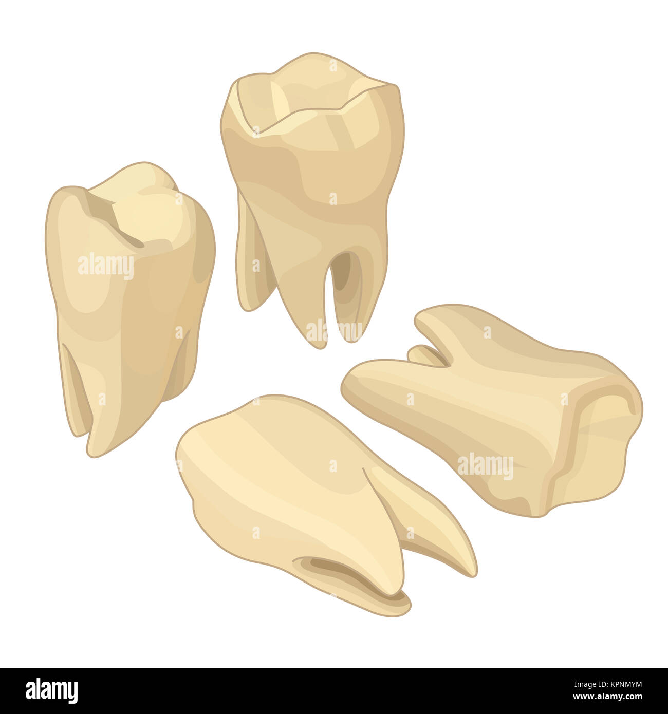 Menschliche Zähne isometrisch flach Stockfoto