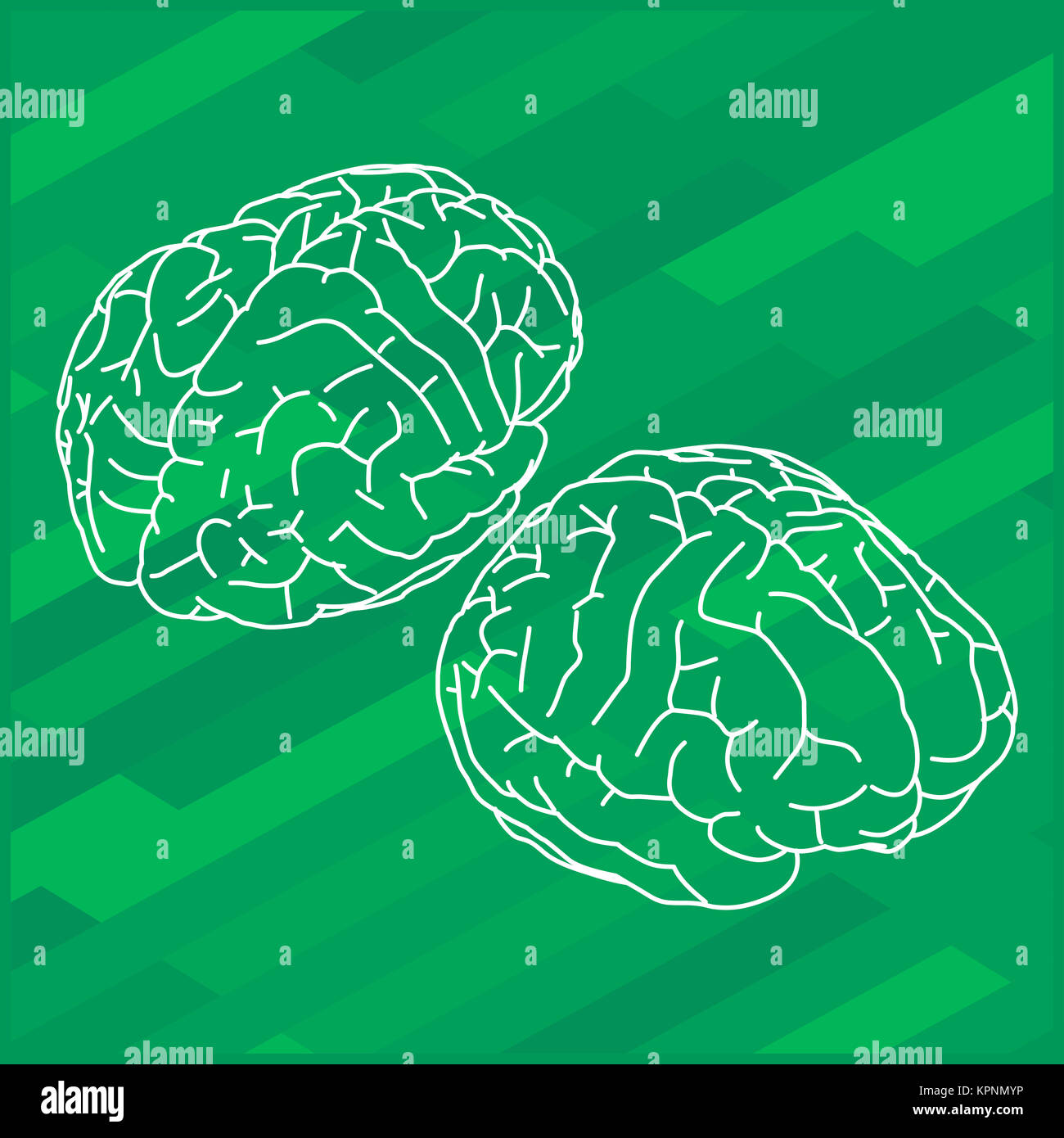 Vektor Umriss Abbildung menschlichen Gehirns. Stockfoto