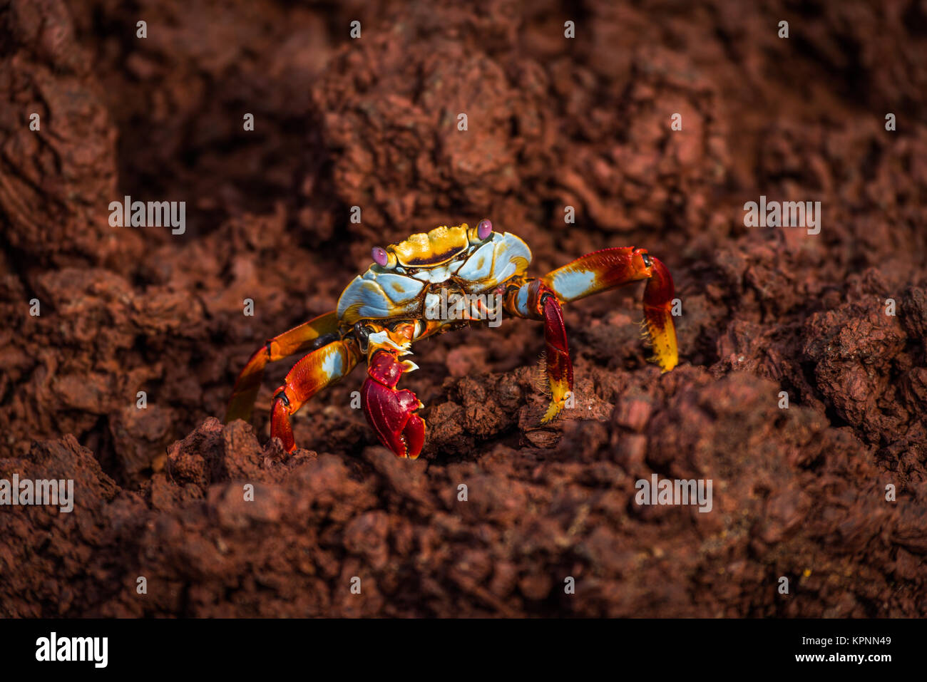Sally Lightfoot Krabben auf braunen Felsen gelegen Stockfoto