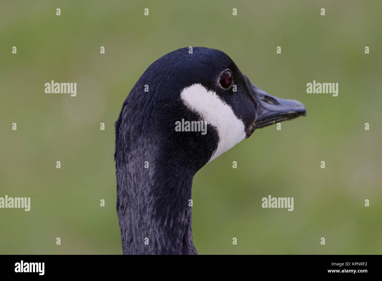 Kanadische Gans auf der Suche nach rechts und auf der Rückseite des Rahmens, selektiven Fokus Vordergrund, Hintergrund grass Stockfoto