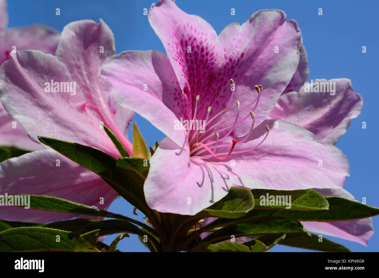 Single Rosa Azalee Blume mit rosa Blume und blauer Himmel backgrou Stockfoto