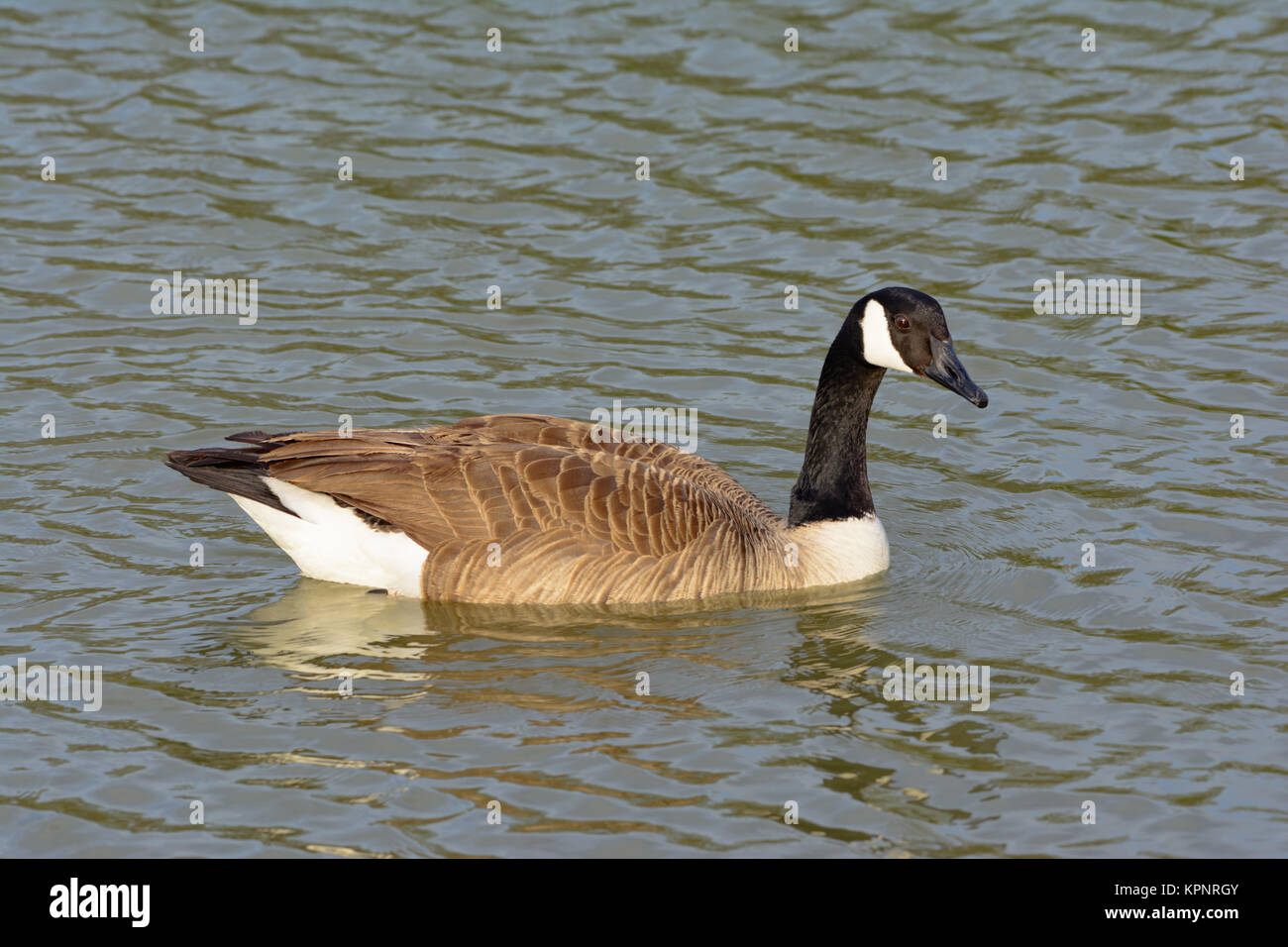 Einsame kanadische Gans schwimmen direkt, wie es sich auf die Kamera Stockfoto