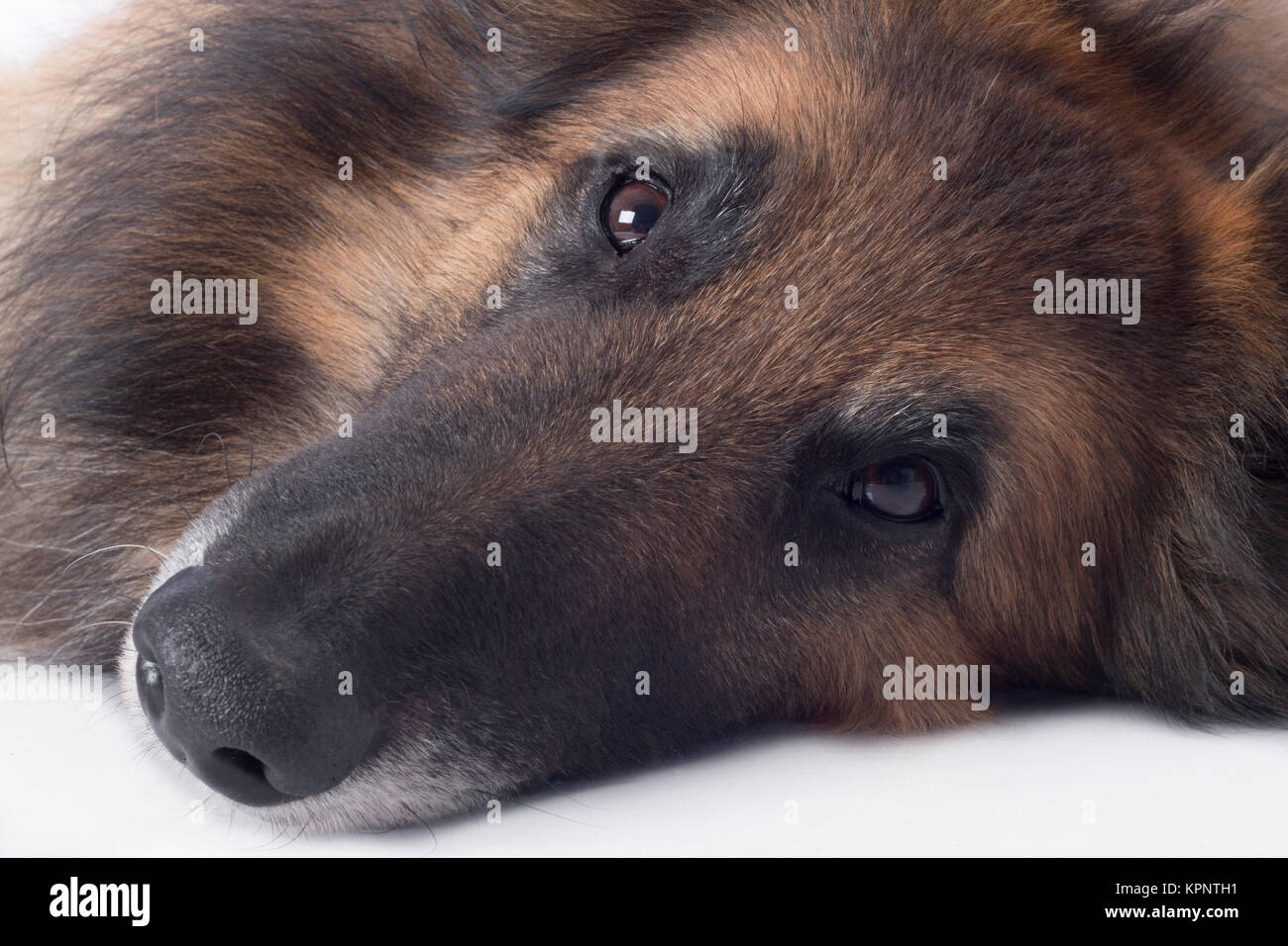 Hund, in der Nähe von Nase und Augen Stockfoto