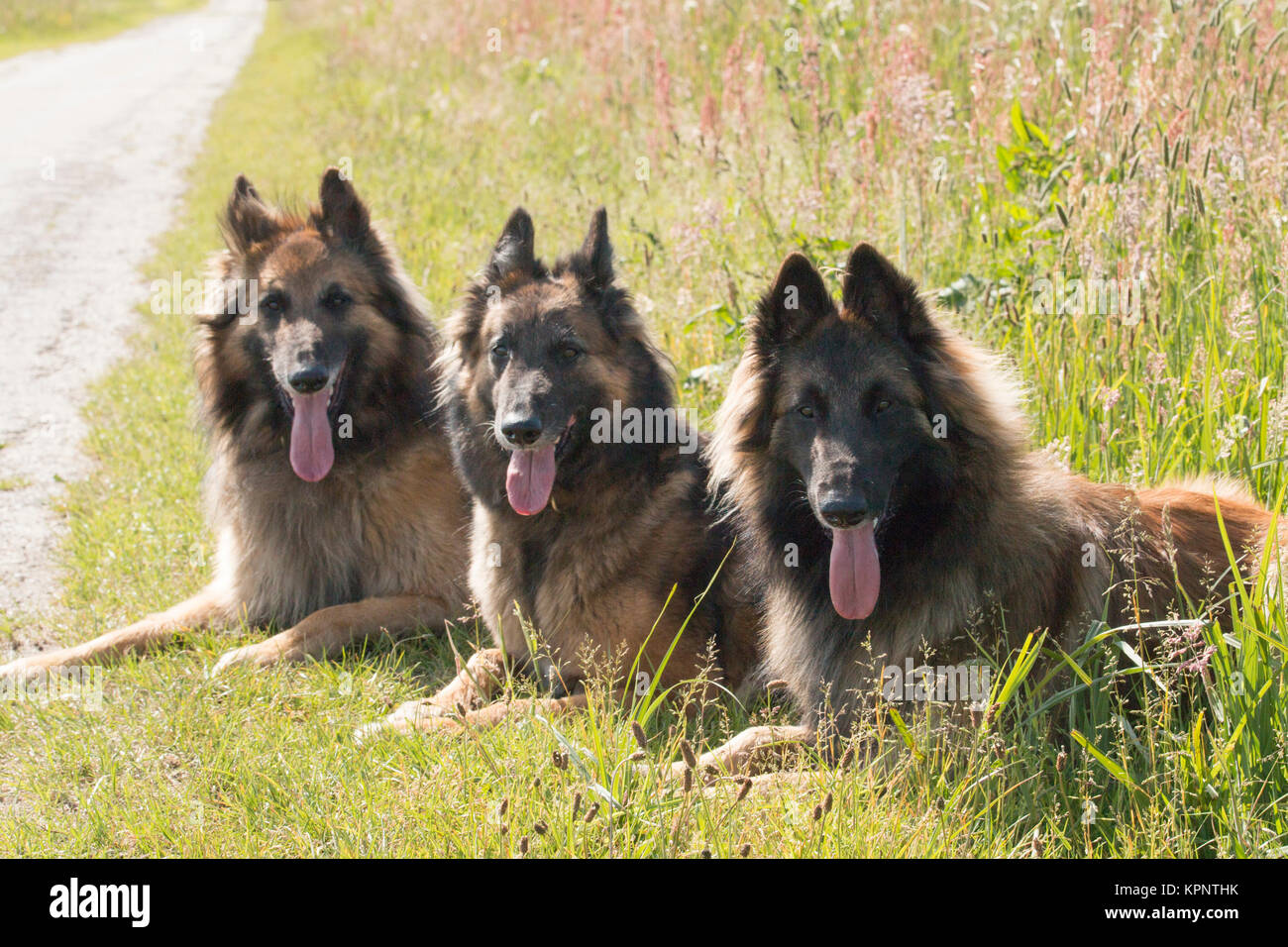 Drei Schäferhunde im Grass liegen Stockfoto