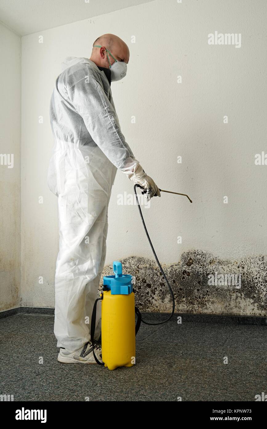 Spezialist im Kampf gegen Schimmel in einer Wohnung Stockfoto