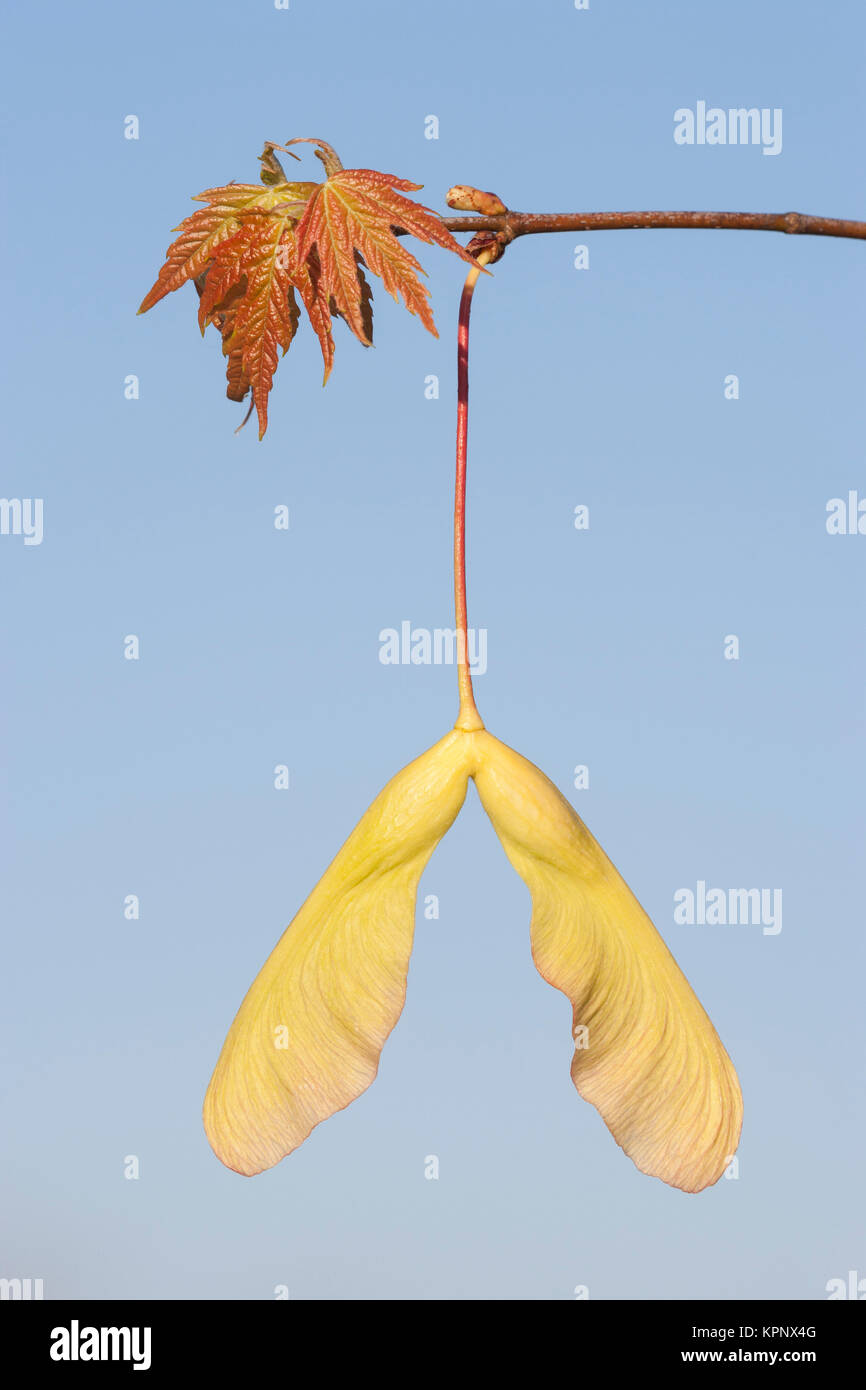 Silber Ahorn (Acer saccharinum) Samen und Blätter im Frühjahr. Die Samen der Ahornhölzer sind auch als Schlüssel oder samaras bekannt. Congaree National Park. Stockfoto