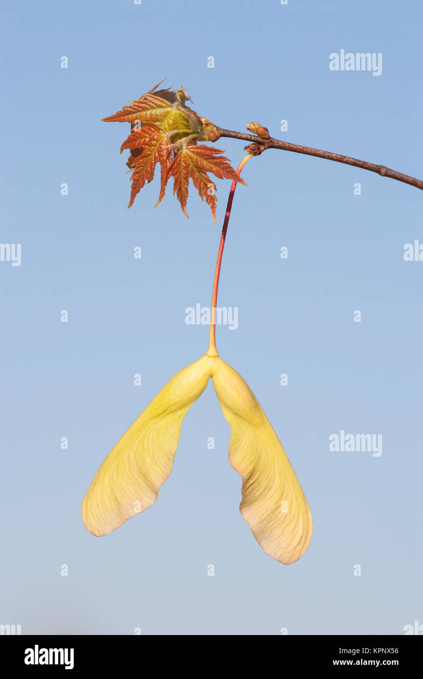 Silber Ahorn (Acer saccharinum) Samen und Blätter im Frühjahr. Die Samen der Ahornhölzer sind auch als Schlüssel oder samaras bekannt. Congaree National Park. Stockfoto