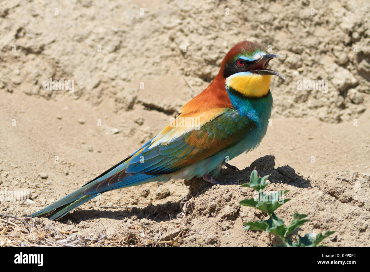 Bienenfresser Stockfoto