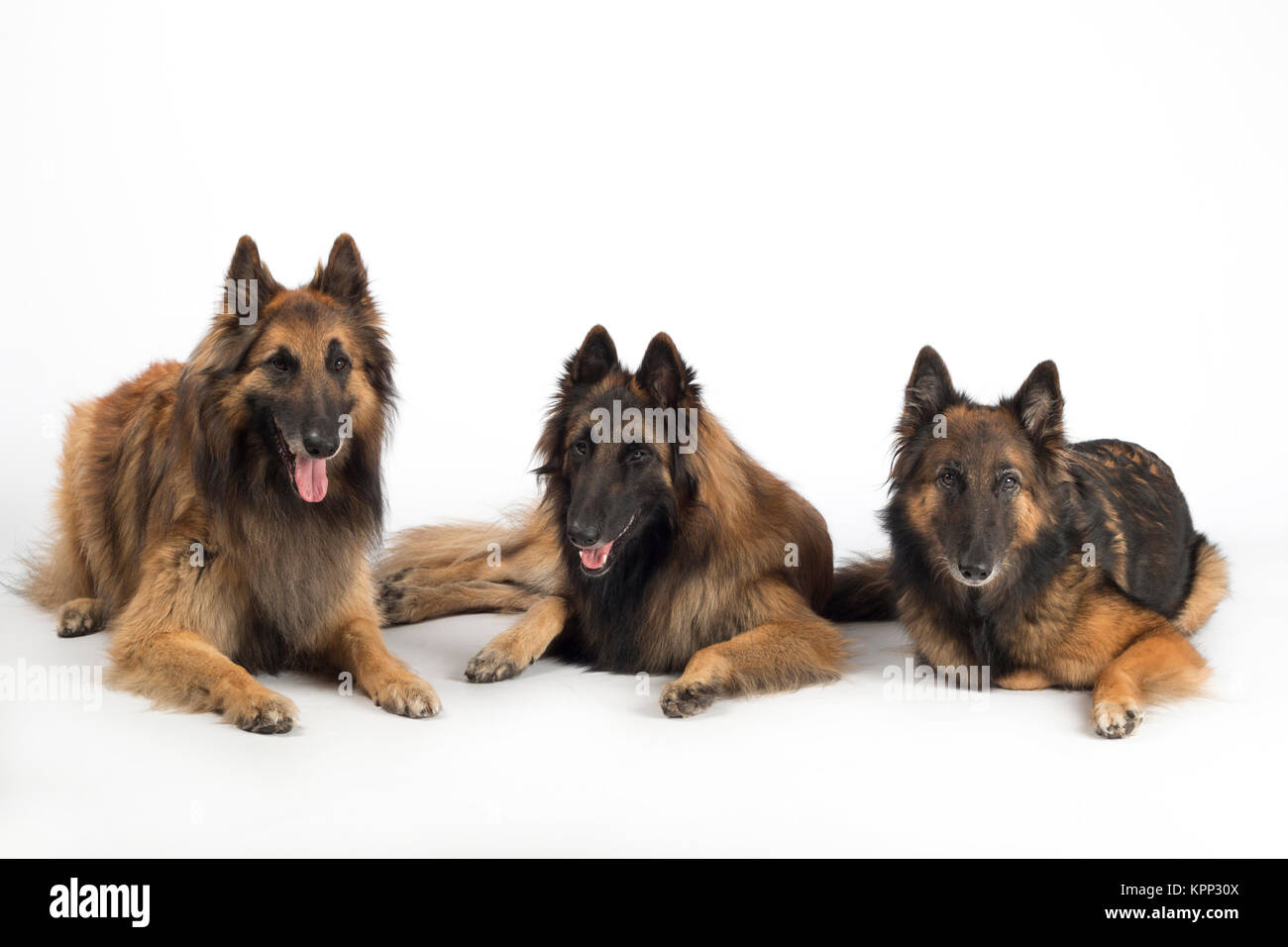 Drei Hunde, Belgischer Schäferhund Schäferhund, auf weißem Hintergrund isoliert liegende Studio Stockfoto