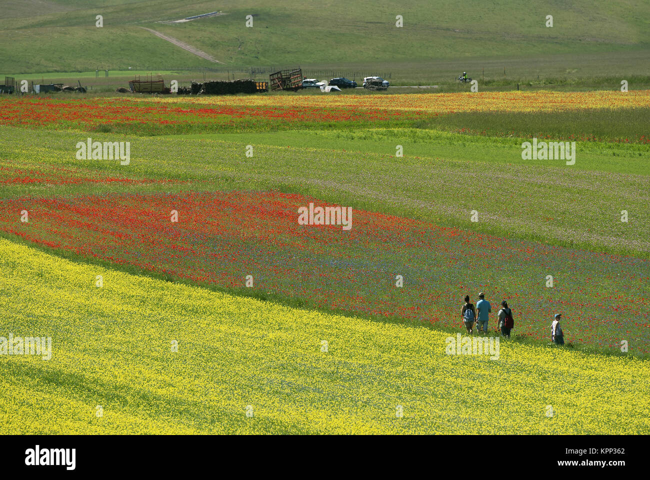 Blüte in Castelluccio Di Norcia, Pian Grande, Sibillini Mountains National Park, Umbrien, Italien, Europa Stockfoto