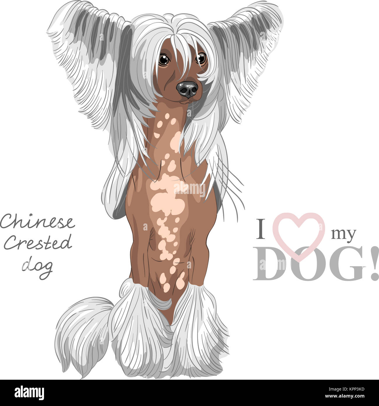 Vektor Hunderasse Chinesischer Schopfhund Stockfoto