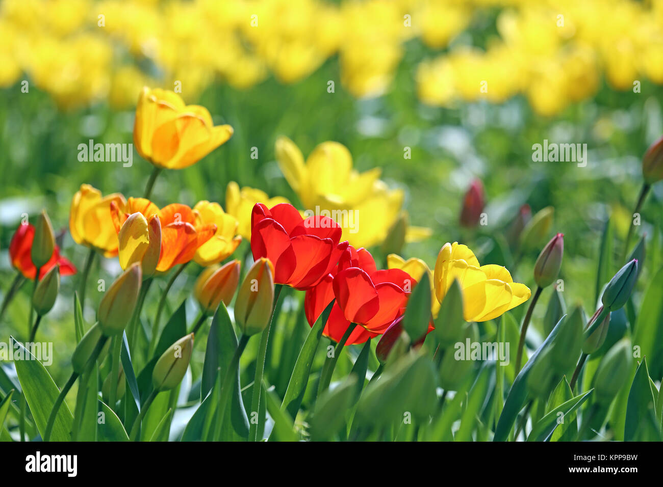 Tulpen in leuchtendem Rot und Gelb Stockfoto