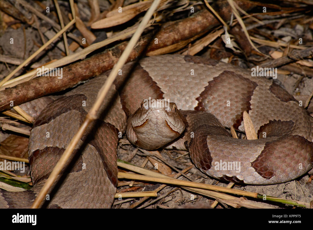 Copperhead Bereit zum Streik Stockfoto