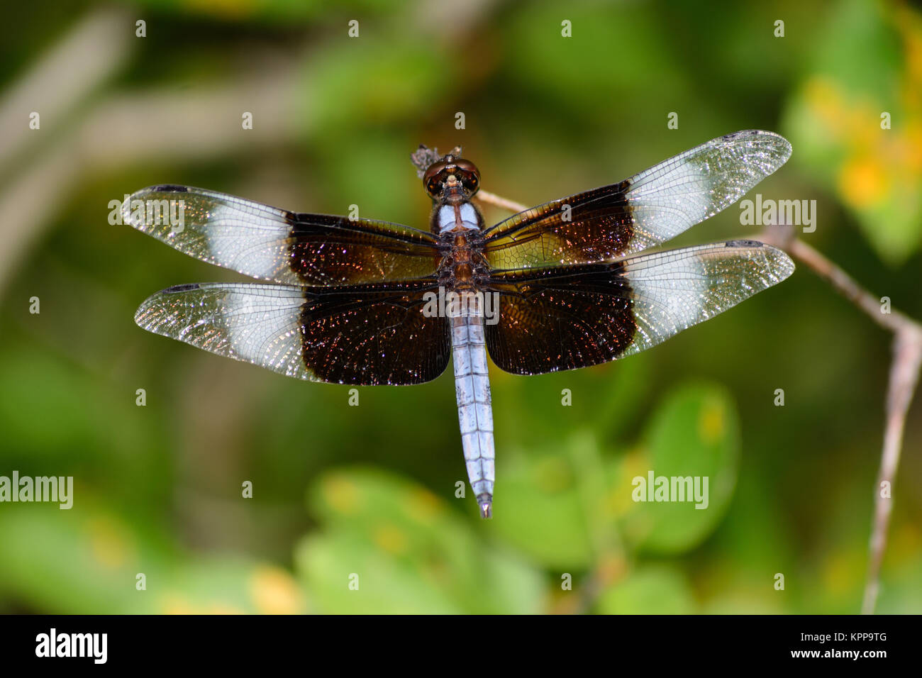 Reife männliche Witwe Skimmer Dragonfly Wings Spread Stockfoto