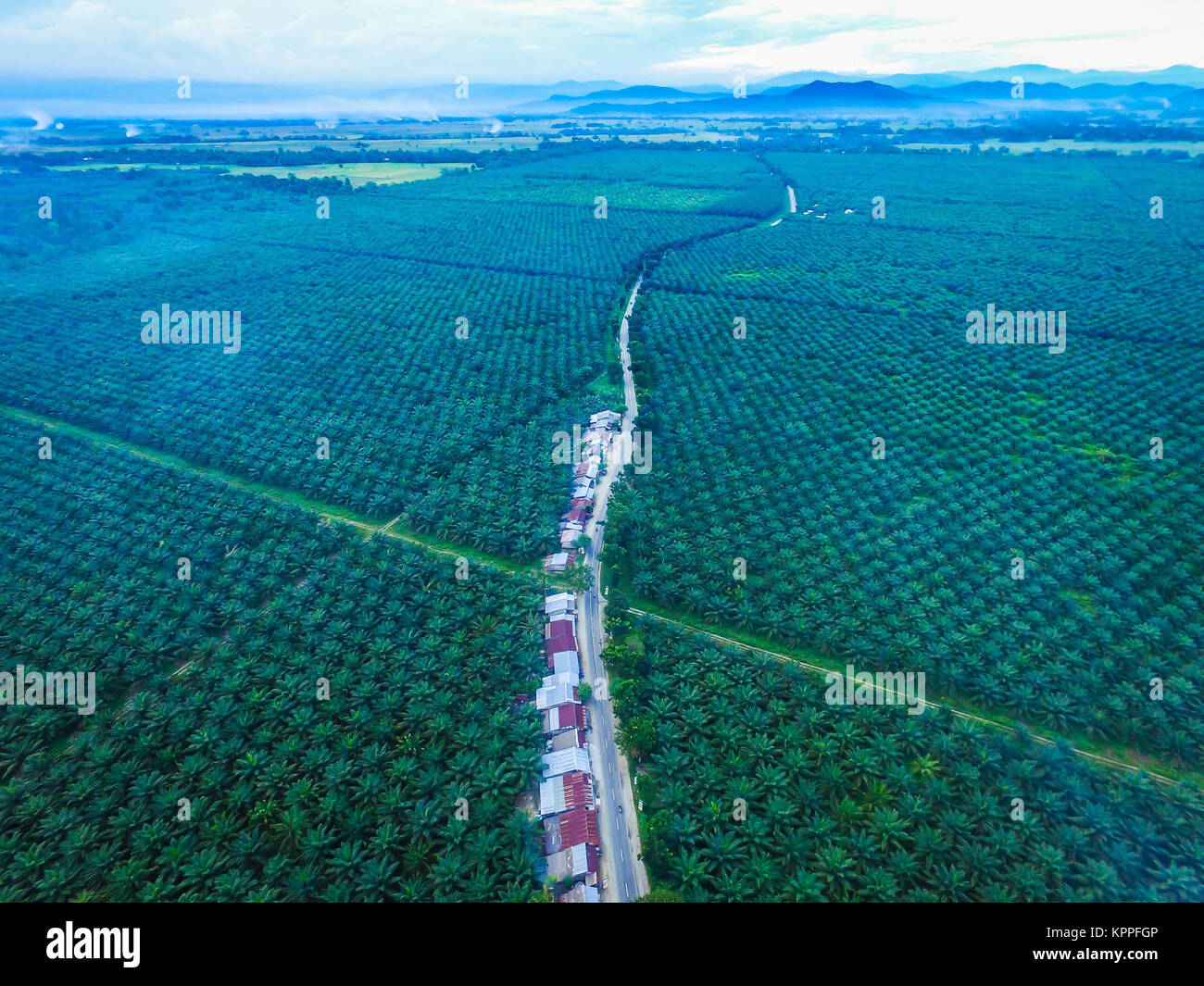 Palmölplantage in der Regentschaft von Luwu Timur, South Sulawesi - Indonesien in Antenne drone Sicht. Stockfoto