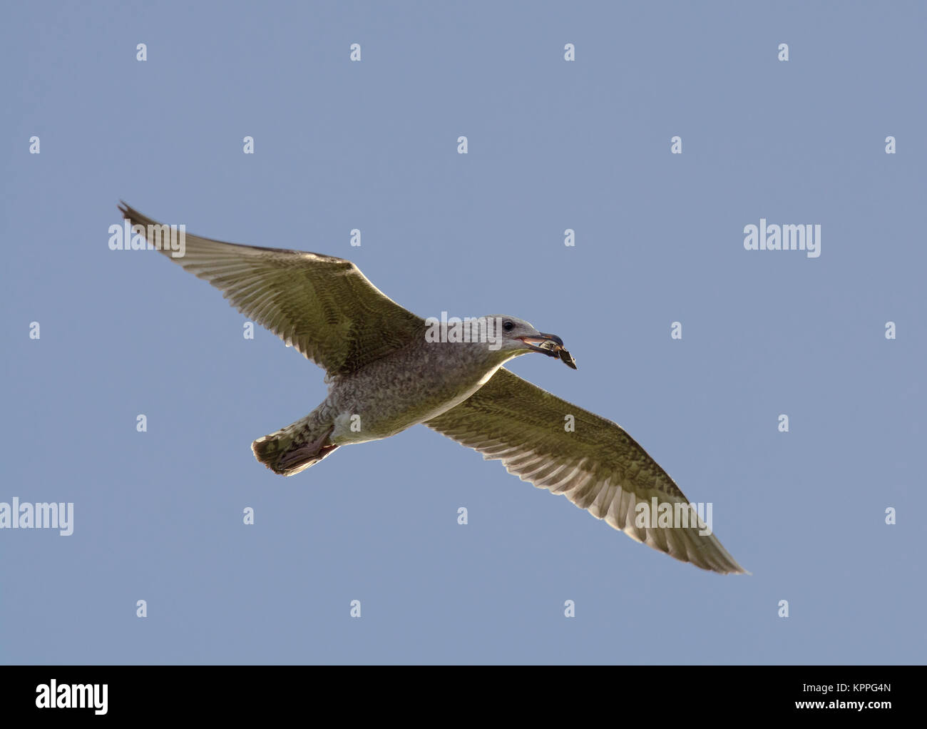 Silbermöwe, Larus argentatus, mit shell Fisch, Morecambe Bay, Lancashire, Großbritannien Stockfoto