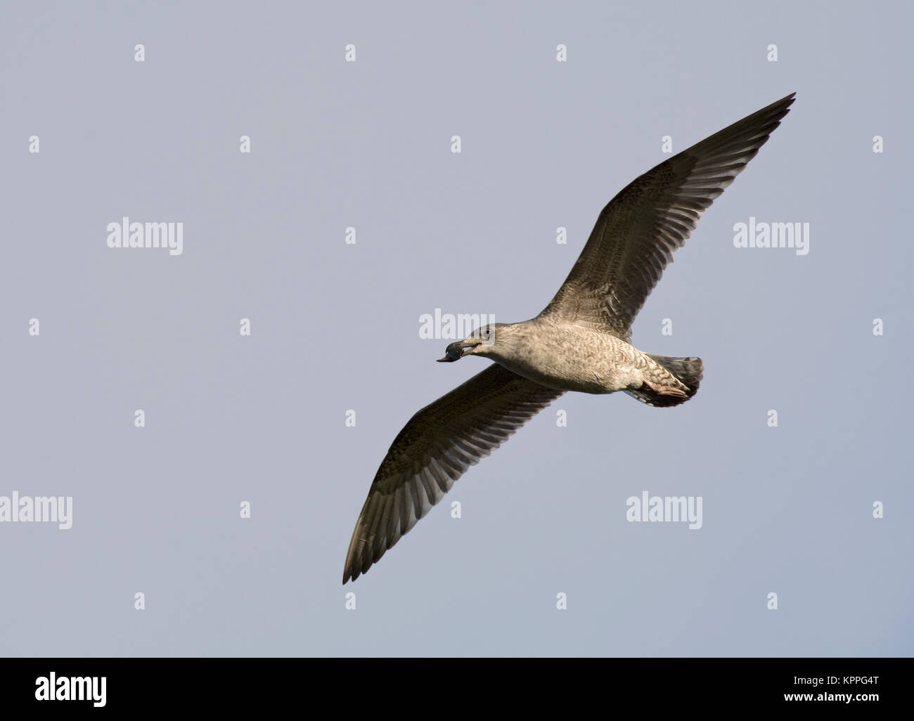 Silbermöwe, Larus argentatus, mit shell Fisch, Morecambe Bay, Lancashire, Großbritannien Stockfoto