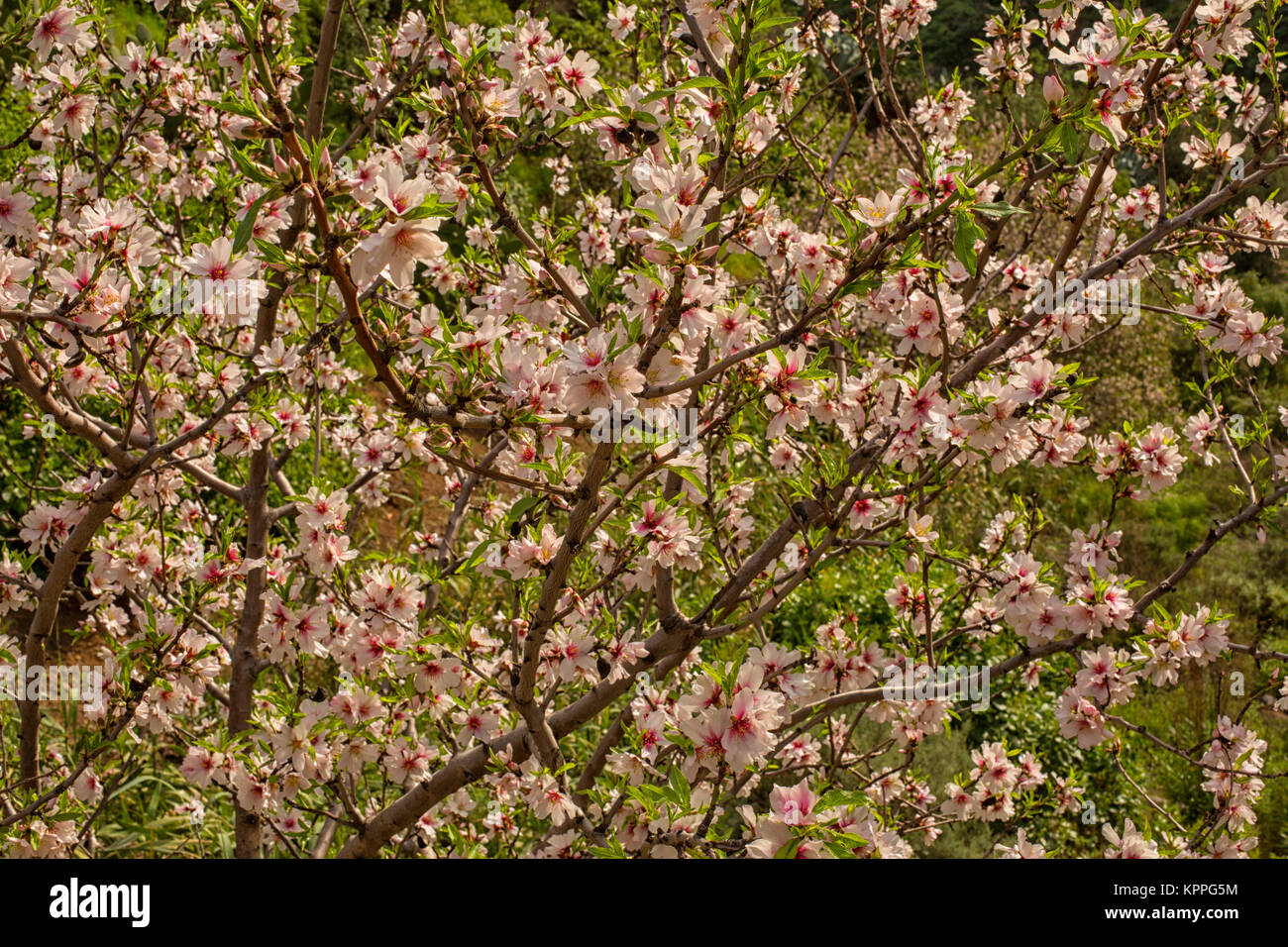 Gran Canaria, die Baranque de Guayadeque im Januar mit Mandelbäume in voller Blüte Stockfoto